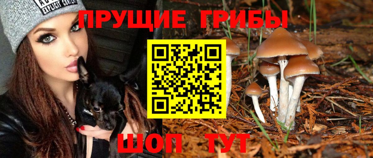 Псилоцибиновые грибы GOLDEN TEACHER Каменск-Шахтинский